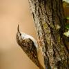Rampichino alpestre
