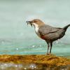 Cinclidae