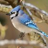 Blue jay