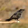 Cornacchia nera 