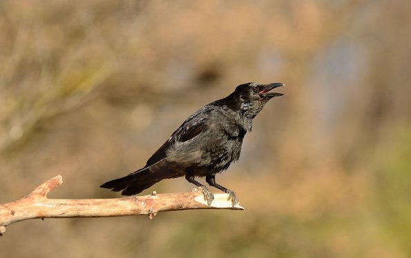 Cornacchia nera 