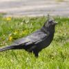 Cornacchia nera