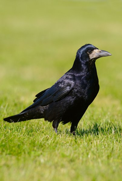 Corvo comune