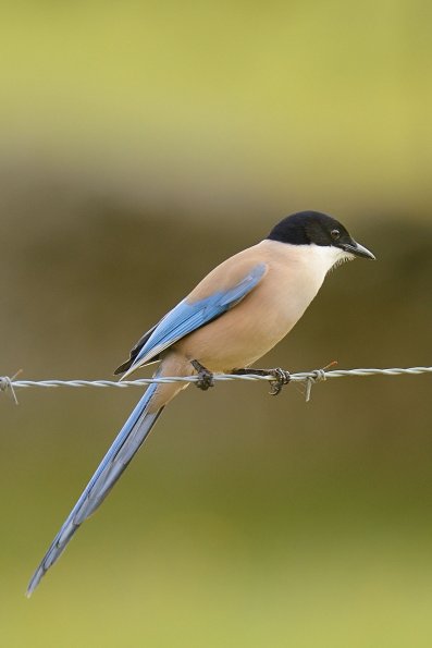 Gazza azzurra spagnola