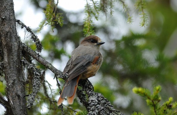 Ghiandaia siberiana