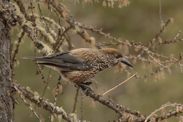 Nocciolaia