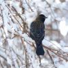 Cteridae