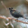 Red-winged Blackbird 