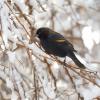 Red-winged Blackbird 