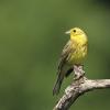 Zigolo giallo 