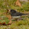 Dark-eyed junco