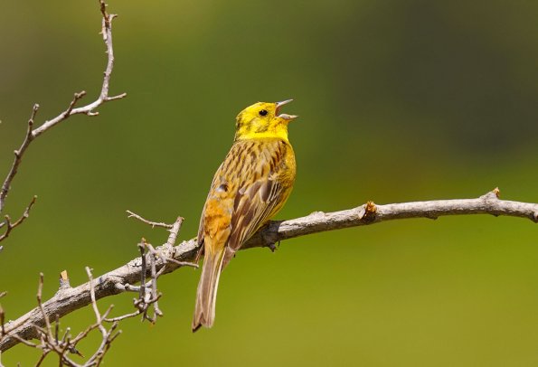 Zigolo giallo