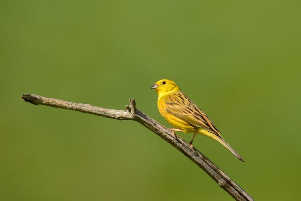 Zigolo giallo