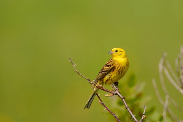 Zigolo giallo