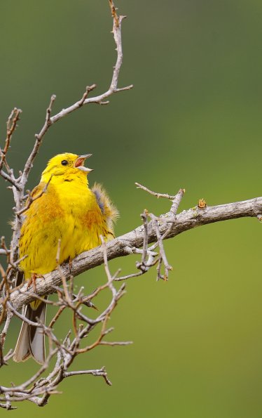 Zigolo giallo