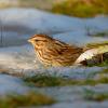 Song sparrow