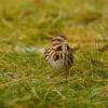 Song sparrow