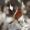 House Finch