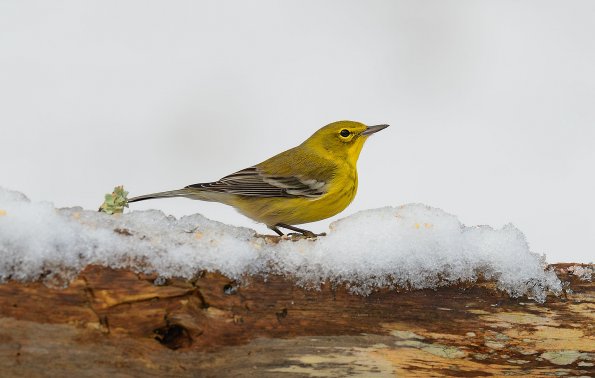 American goldfinch