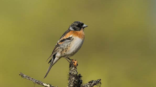Peppola 