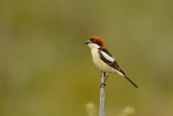 Averla capirossa