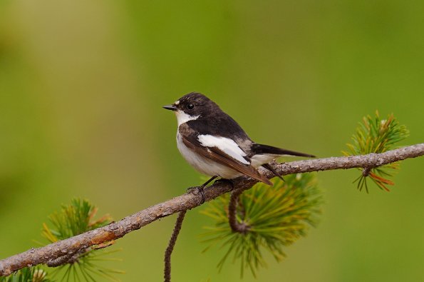 Balia nera