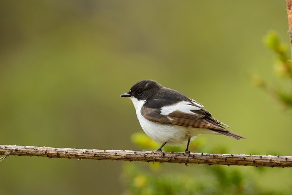Balia nera
