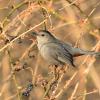 Gray catbird