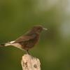 Monachella nera