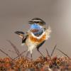 Musicapidae