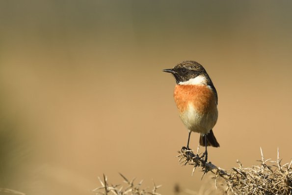 Saltimpalo (invernale)