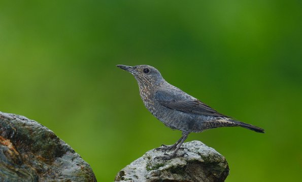 Passero solitario
