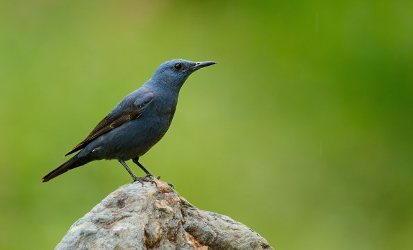Passero solitario