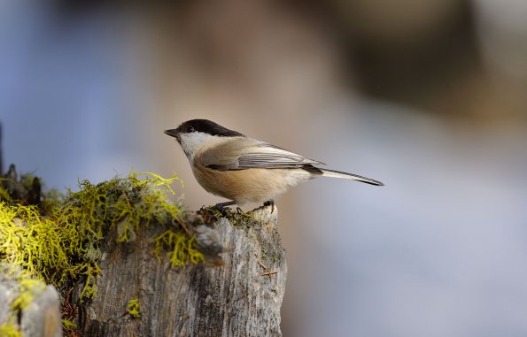 Cincia alpestre
