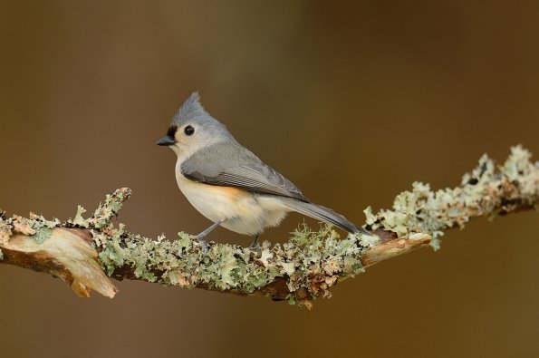 Tufted titmouse