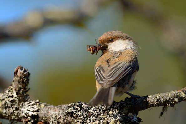 Cincia siberiana