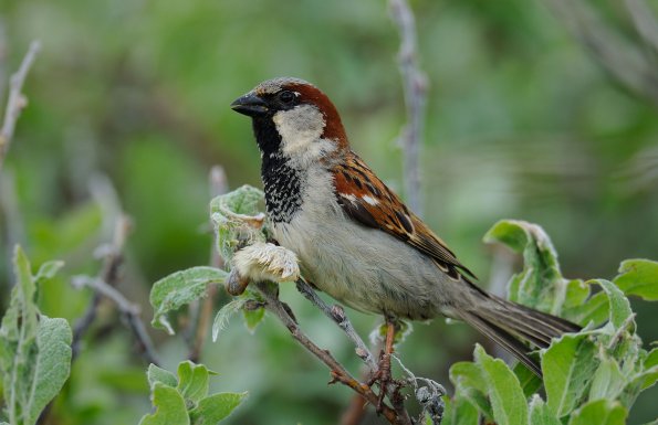 Passera oltremontana