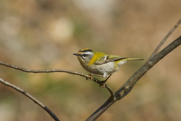 Fiorrancino