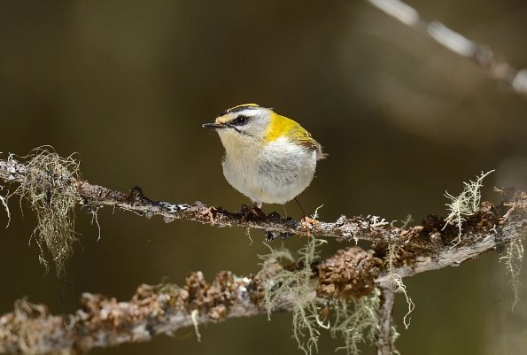 Fiorrancino 