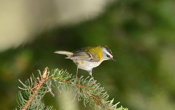 Fiorrancino 