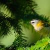 Regulidae