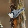 White-breasted Nuthatch