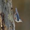 White-breasted Nuthatch
