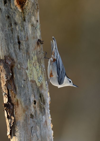 White-breasted Nuthatch