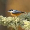 Red-breasted Nuthatch