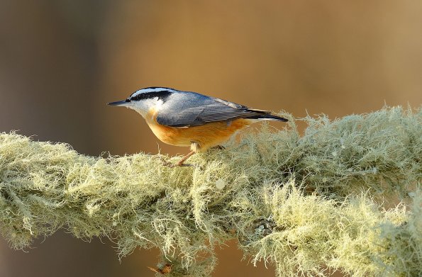 Red-breasted Nuthatch