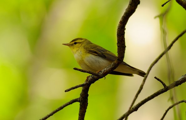 Lui verde