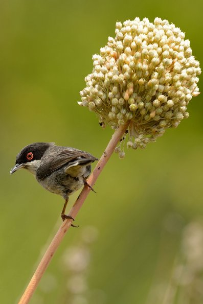 Occhiocotto