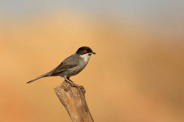 Occhiocotto