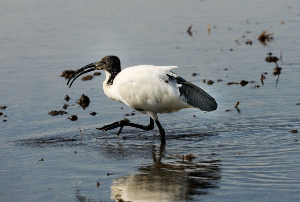 Ibis4.jpg